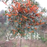 紅花雙季丹桂，紅花雙季丹桂價(jià)格，紅花雙季丹桂小苗