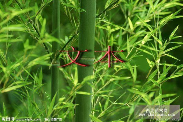 竹子竹子價(jià)格，綠化竹子