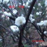 大量供應(yīng)梅花 紅綠梅 白梅 榆葉梅 2~8cm 量大優(yōu)惠