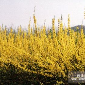 出售大量金山金焰