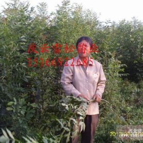 东红欧洲白蜡芽子接穗