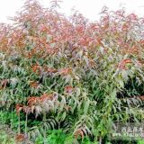 紫荊，紫葉桃，櫻花，廣、白、紫、黃玉蘭，紅楓