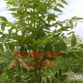 東紅歐洲白蠟優(yōu)于園蠟2號的白臘品種