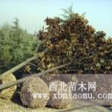 定植广玉兰基地，广玉兰价格，玉兰价格