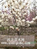 白玉蘭種植基地，白玉蘭價(jià)格買賣基地