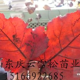 全紅楊價格全紅楊圖片全紅楊產(chǎn)地