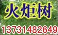 低價處理：火炬樹、金絲柳、旱柳、速生柳！