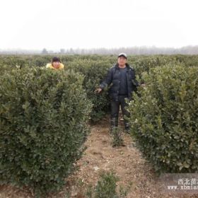 紅瑞木：7條以上，高150CM以上；15000株