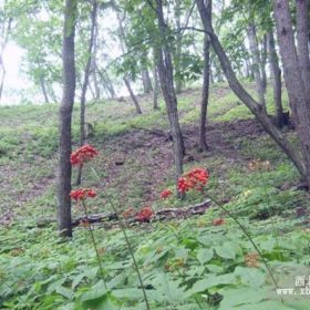 出售移山参 人参苗 人参籽 林下参 盆景 占地人参 礼品参