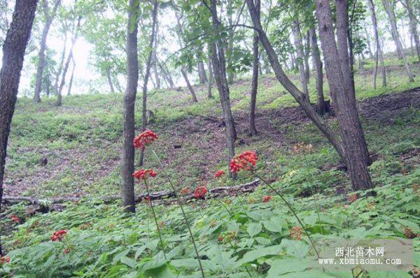 出售移山参  占地人参 