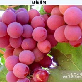 葡萄苗品種吉林出售巨峰京亞蜜汁白雞心茉莉香寒香蜜