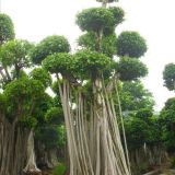 福建漳州小葉榕盆景  漳州榕樹盆景