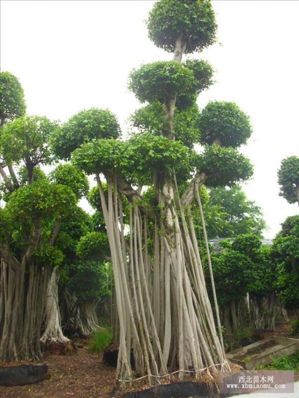 福建漳州小叶榕盆景