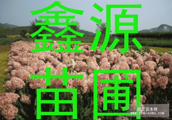 東北連翹、多季玫瑰、