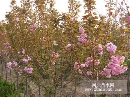 樱花树、西府海棠