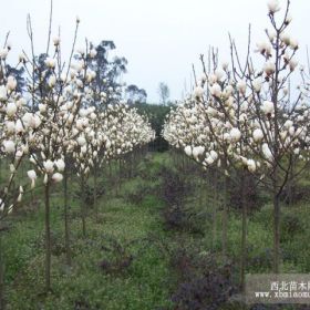 白玉兰，白玉兰价格，江苏白玉兰，白玉兰基地