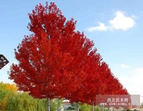 紅豆杉、海棠、香椿、雪松....