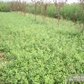 江苏扶芳藤，扶芳藤小苗，扶芳藤基地，扶芳藤价格