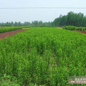 木槿小苗，木槿价格，木槿基地，江苏木槿，木槿图片