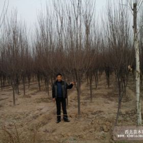 江苏紫叶李，紫叶李小苗，紫叶李价格，紫叶李基地