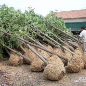 白蜡树，江苏白蜡，白蜡价格，白蜡基地，白蜡树苗