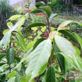 大果红花油茶嫁接苗，大果红花油茶苗，红花油茶嫁接苗