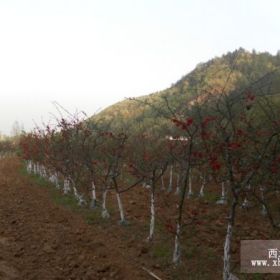 6年生，嫁接海棠花