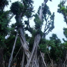 大量批發(fā)零售各種規(guī)格的榕樹