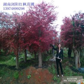 湖南瀏陽(yáng)紅楓供應(yīng)商瀏陽(yáng)紅楓苗圃紅楓照片