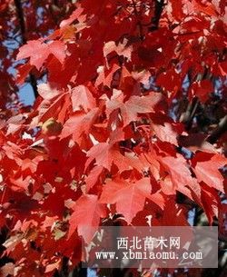 三季紅楓苗供應常年紅紅楓 四季紅紅楓小苗(一年三季不變色和掉葉,且常年紅)。不要擔心路遠 我會做好保濕和和損壞預防工作 絕對保質(zhì)保量 100顆以上免郵費 歡迎來電洽談春季新葉泛紅，與成串的紅色花朵相映成趣；夏季枝葉成蔭；秋季葉片為絢麗的紅色，持續(xù)時間長。樹型直立向上，樹冠圓形。春天開紅色小花，果有翅，紅色。該樹種生長迅速，是所有紅楓品種中生長快的品種。三季紅不但樹體高大，而且葉片大而厚，吸塵性強，葉面顏色在整個生長期為紅色。色澤亮麗誘人，為世界所罕見，觀賞價值極高，是彩葉樹種紅葉類中的珍品。園林價值三季 - 湖南省紅楓王國 - 遠古帝王園林綠化工程花卉苗木盆景繁育基地