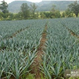 销售剑麻 剑麻小苗 剑麻基地