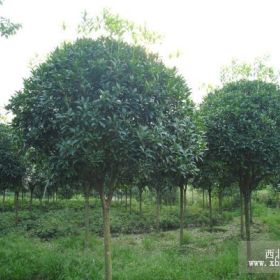 湖南桂花树_湖南桂花树小苗_桂花树_湖南桂花树报价