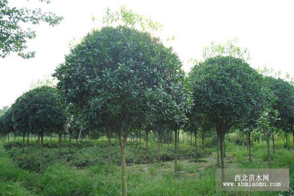 湖南桂花樹(shù)_湖南桂花樹(shù)小苗