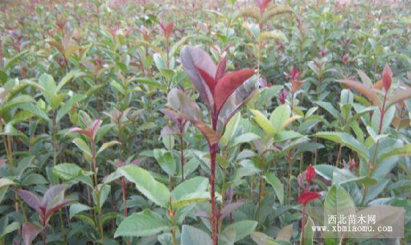 湖南桂花樹(shù)