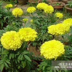 山東萬壽菊山西萬壽菊北京萬壽菊河北萬壽菊