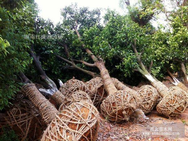 湖南香泡_移栽香泡_原生香泡