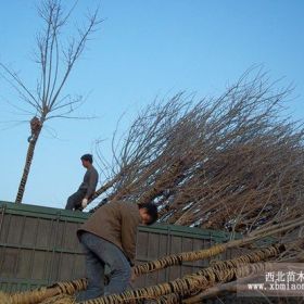 檉柳、白蠟、法桐、國槐、合歡、垂柳、榆樹、刺槐、臭椿