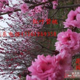 紫葉碧桃（紅葉碧桃）桃核、芽苗、樹(shù)苗0~2~12cm