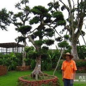 湖南造型羅漢松|湖南羅漢松造型|湖南羅漢松價格|湖南羅漢松