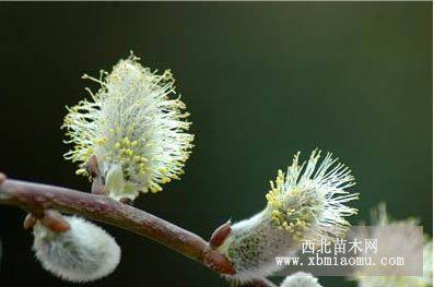 垂柳,金絲垂柳，銀芽柳