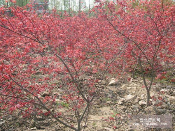 美国红枫，日本红枫，嫁接红枫