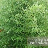 北方綠化竹子適合北方種植的竹子青州鑫宇綠化竹子基地