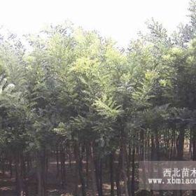 自己苗圃種植北欒小苗2公分3公分