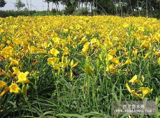 黑麥草草坪，金娃娃萱草