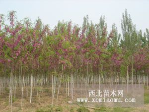 大量供應(yīng)香花槐苗木