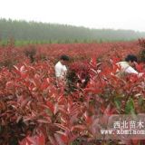 山東紅葉石楠價格*紅葉石楠基地