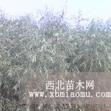 小柳樹苗子 柳樹基地 南京柳樹價格