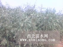 小柳树苗子 柳树基地 南京柳树价格