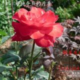 沭陽蘇新花園供應(yīng)玫瑰花，月季花，月季霸王牡丹