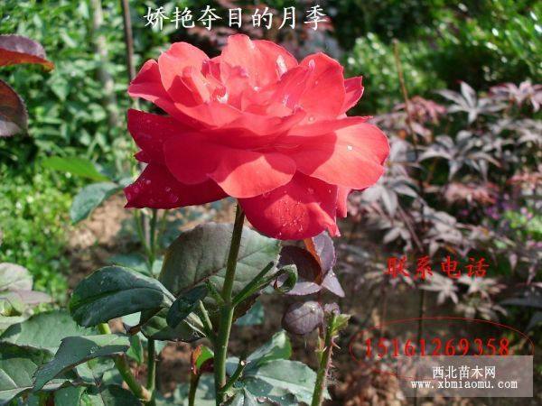 玫瑰（月季）花，霸王牡丹